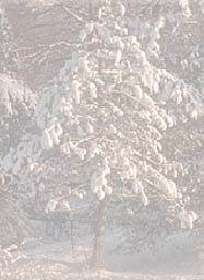 snowontreebackbg.jpg